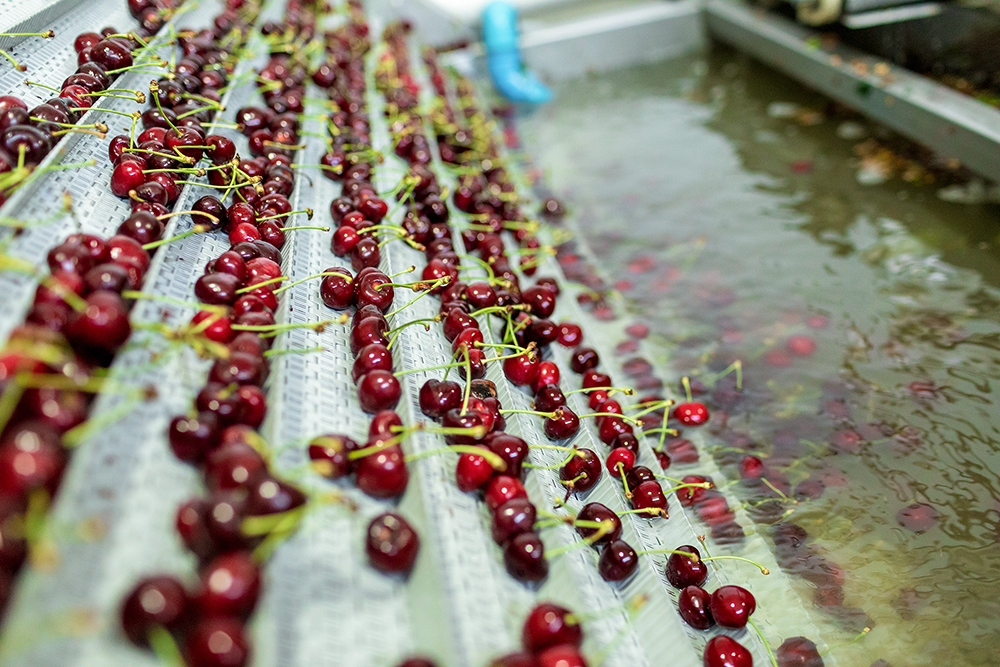 Export of cherries