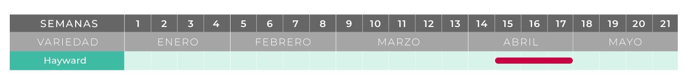 calendario exportación kiwi