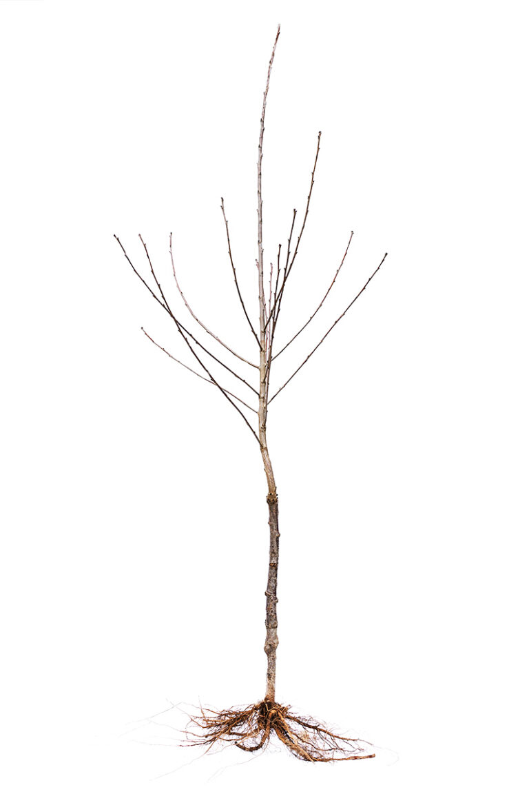 planta terminada cherry knipp